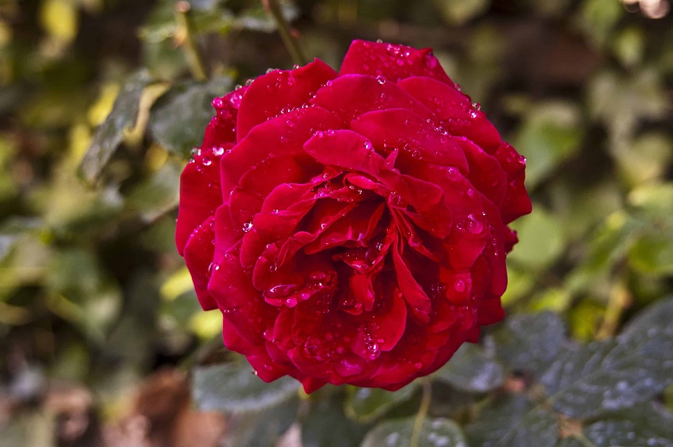 Beautiful beautiful flowers biology
