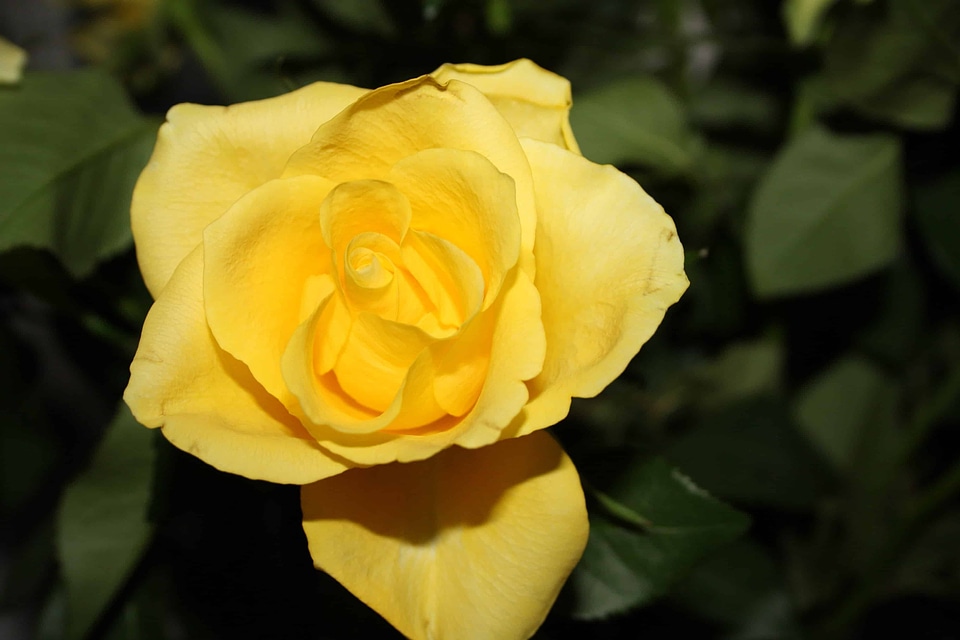 Beautiful Flowers biology bloom