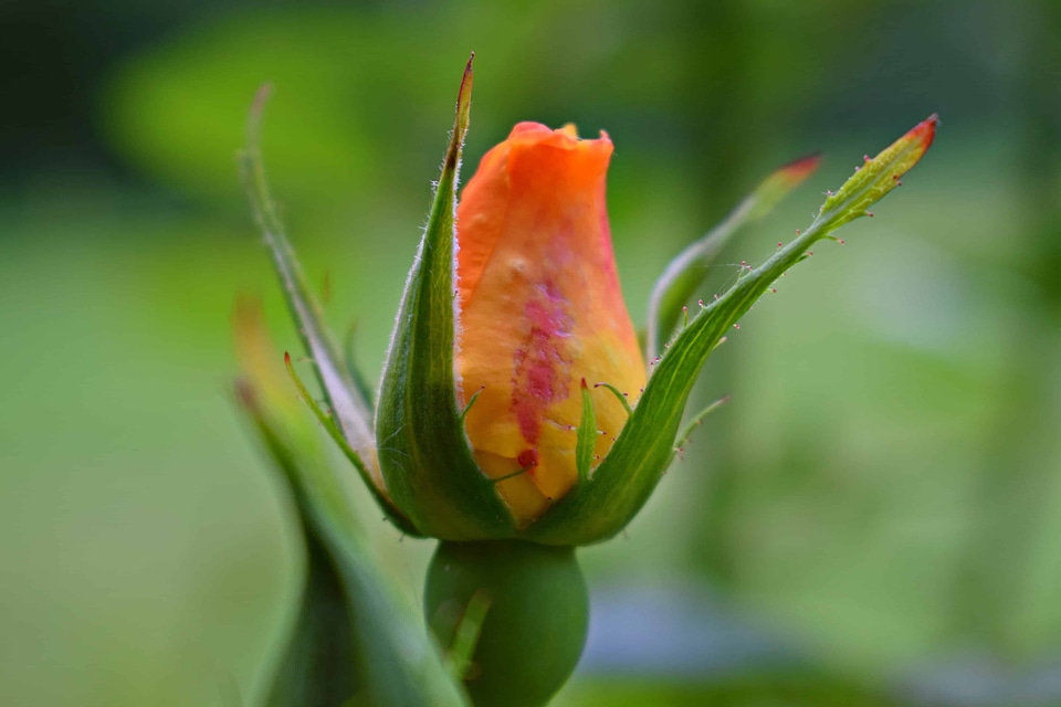 Beautiful Flowers beautiful photo biology