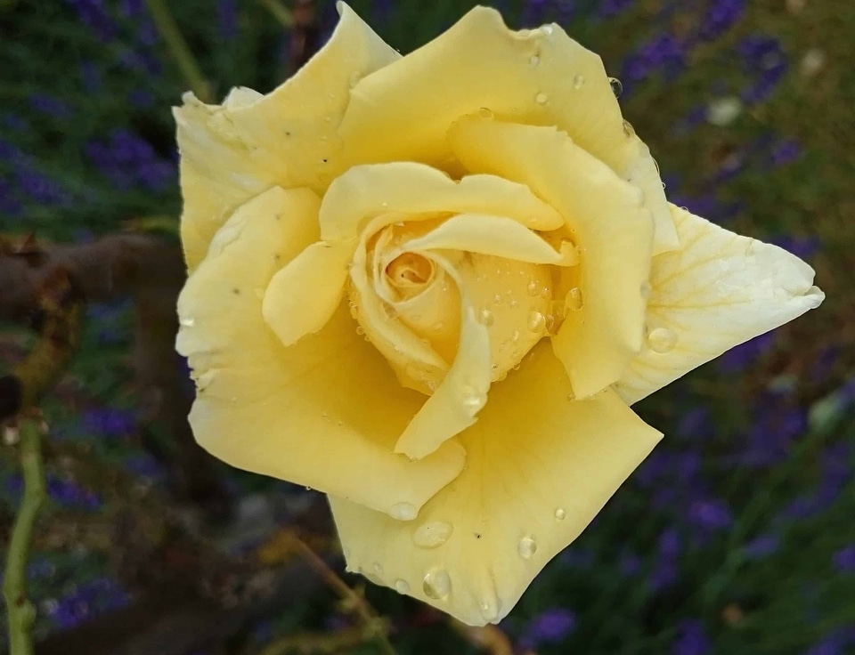 Beautiful Flowers biology bloom