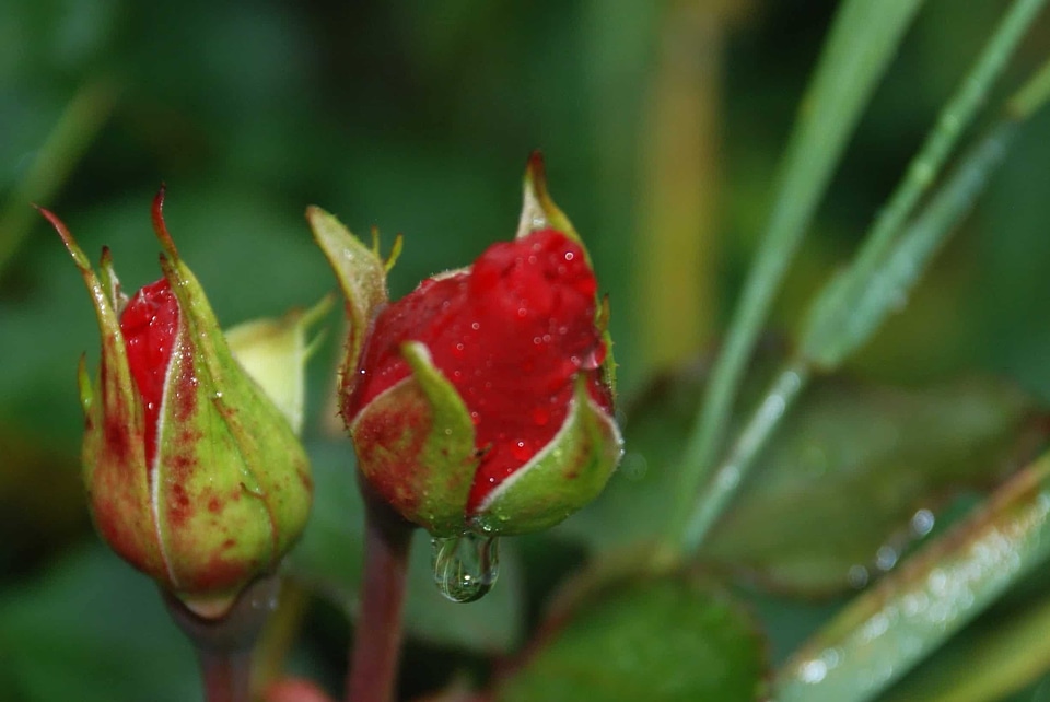 Beautiful Flowers beautiful photo biology