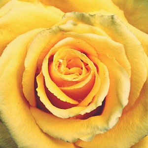 Beautiful Flowers biology bloom