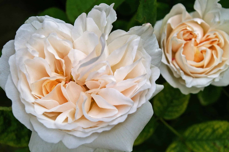 Beautiful Flowers biology bloom