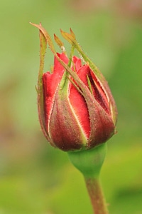 Beautiful Flowers biology bloom
