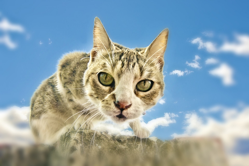 Pet animal domestic