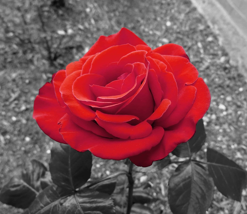Beautiful Flowers biology bloom