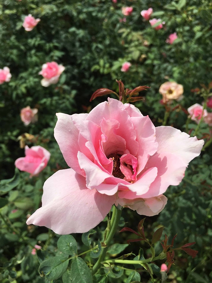 Beautiful Flowers biology bloom