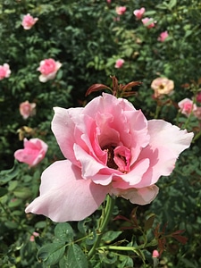 Beautiful Flowers biology bloom