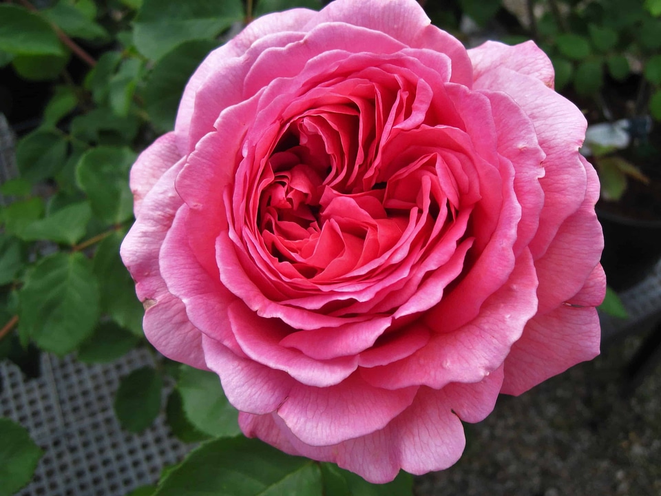 Beautiful Flowers biology bloom