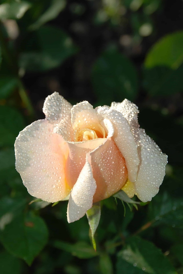 Beautiful Flowers biology blooming