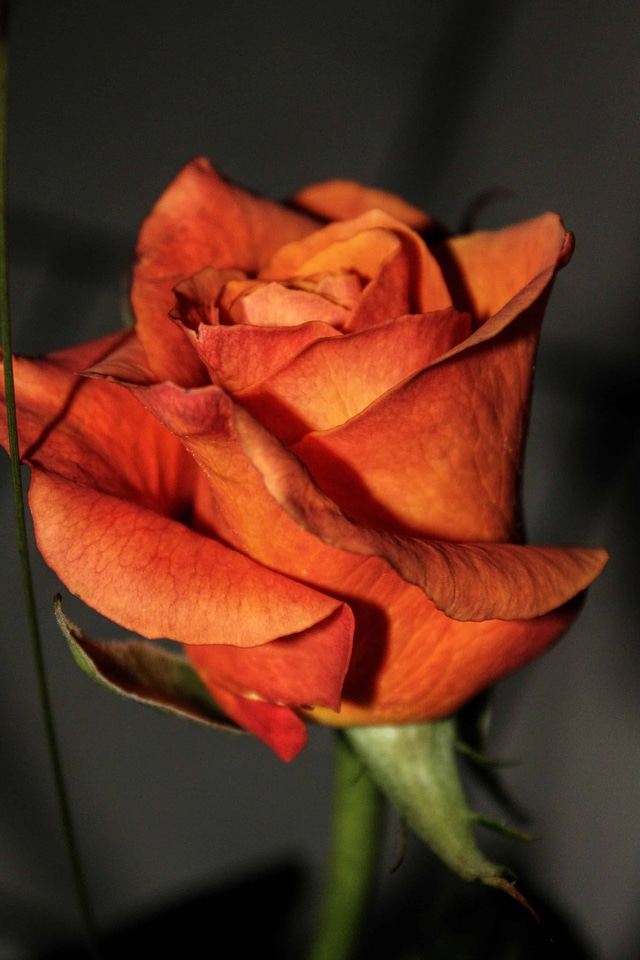 Beautiful Flowers biology blooming
