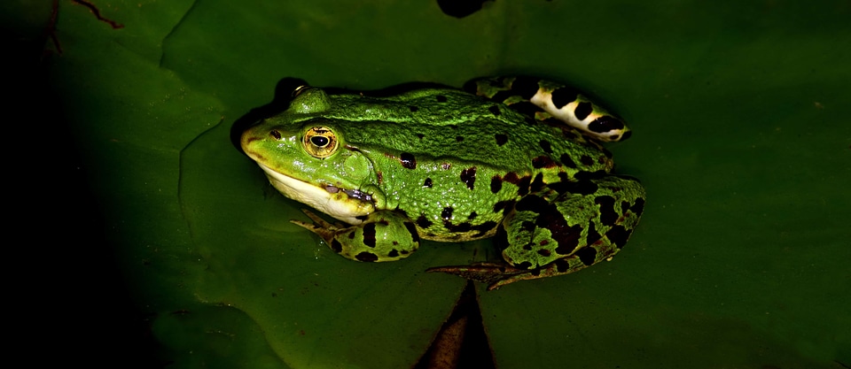 Amphibian animal eye photo