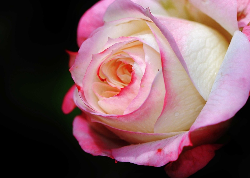 Beautiful beautiful flowers beautiful photo