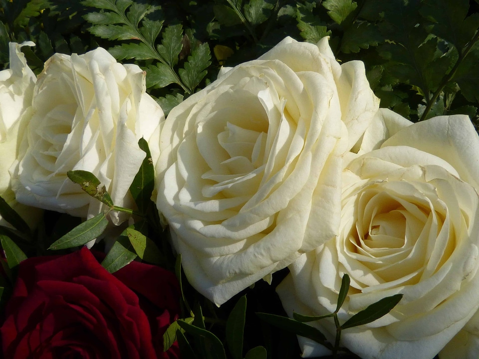 Arrangement beautiful flowers biology