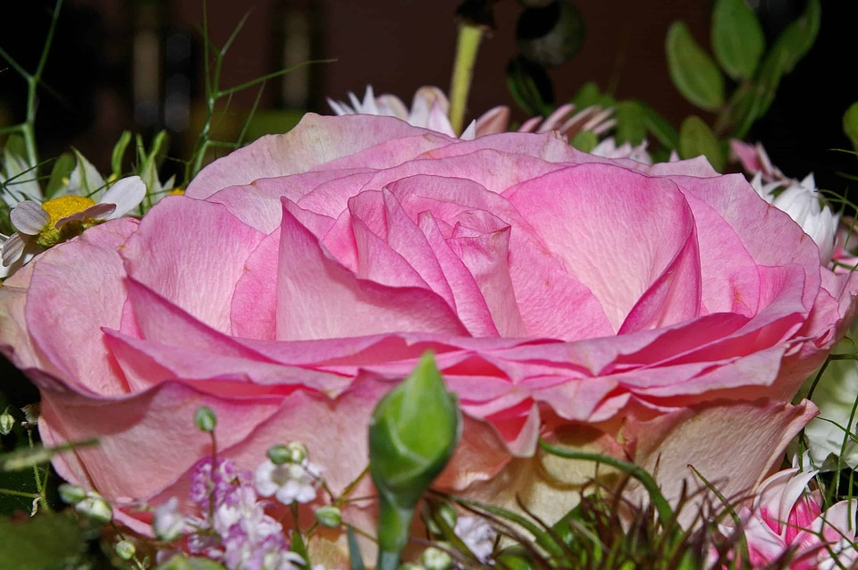 Arrangement beautiful beautiful flowers