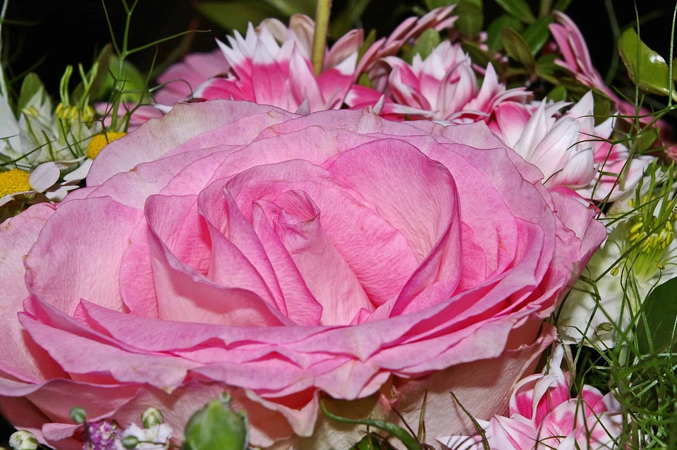 Arrangement beautiful beautiful flowers
