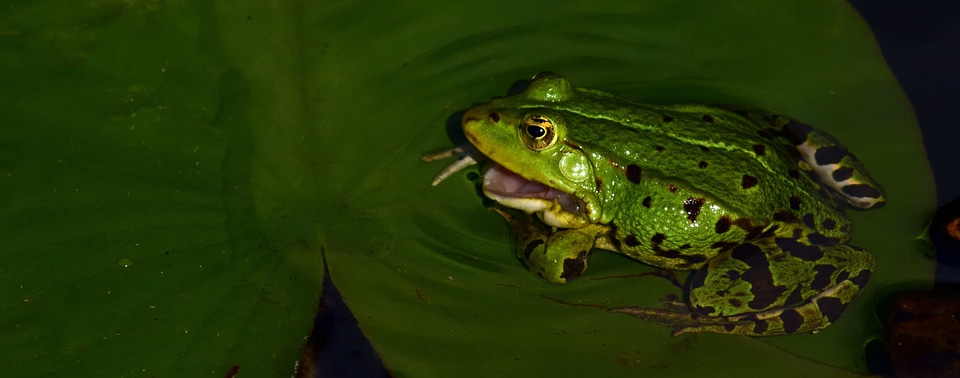 Amphibian animal exotic photo