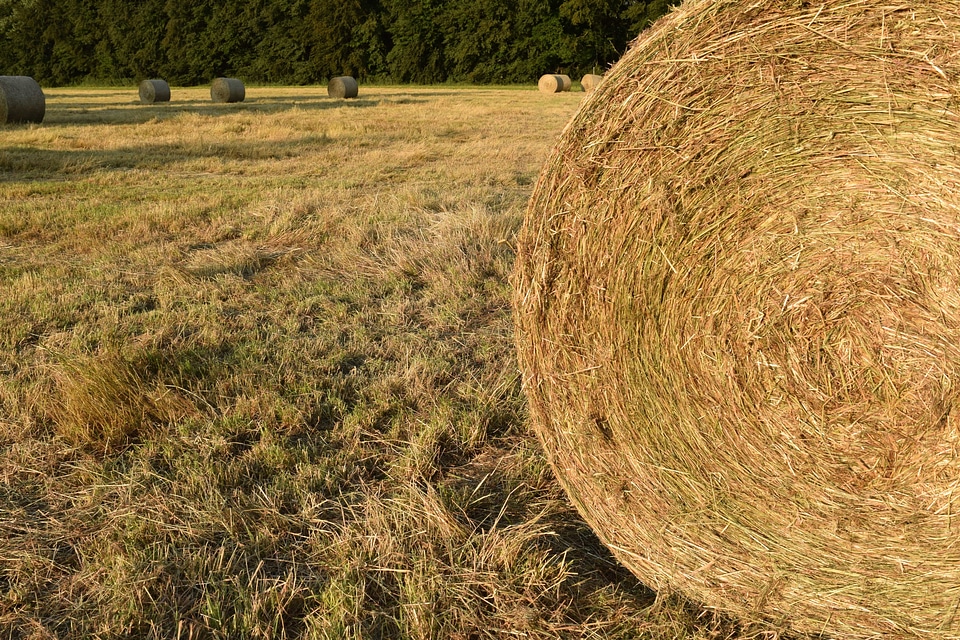Agriculture cereal countryside