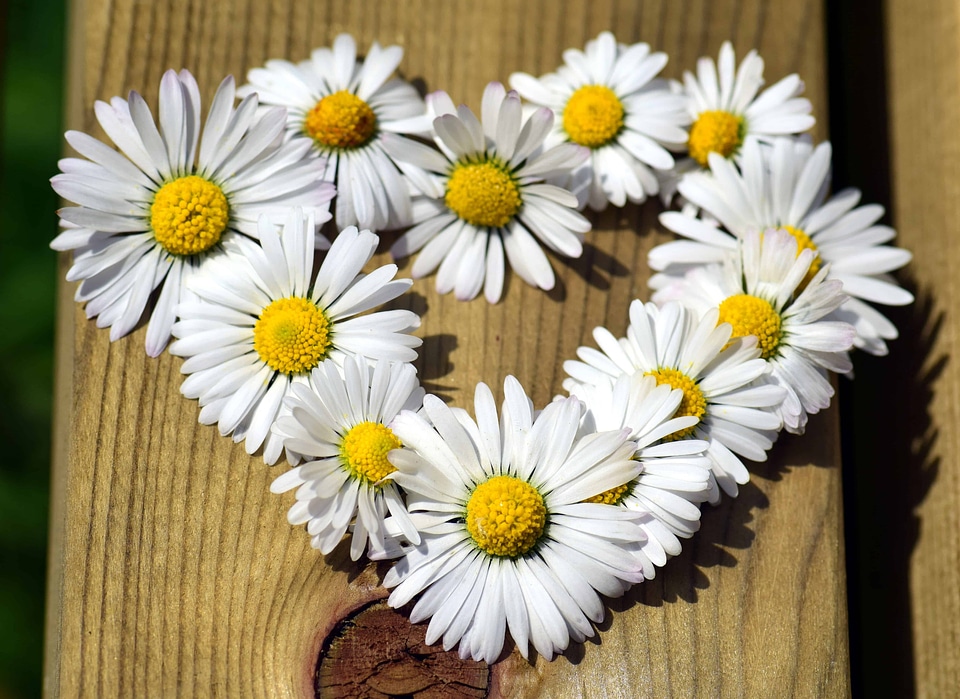 Beautiful Flowers beautiful photo bloom