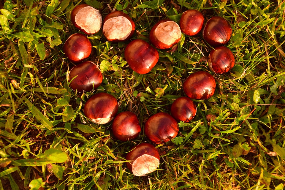 Chestnut flora foliage