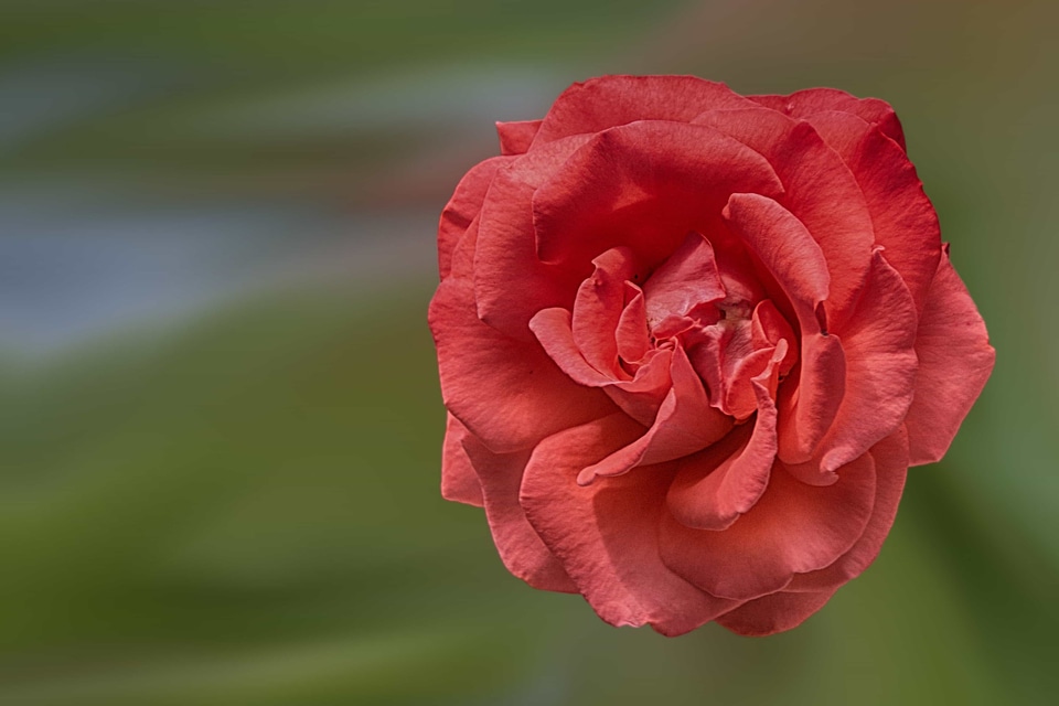Beautiful beautiful flowers beautiful photo