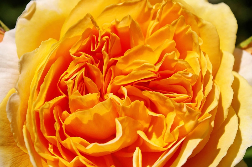 Beautiful Flowers biology bloom