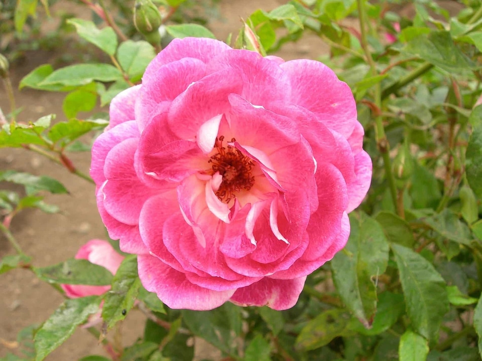 Beautiful beautiful flowers beautiful photo