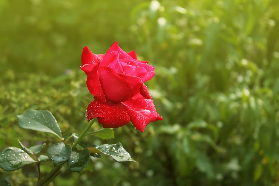 Beautiful Flowers biology bloom