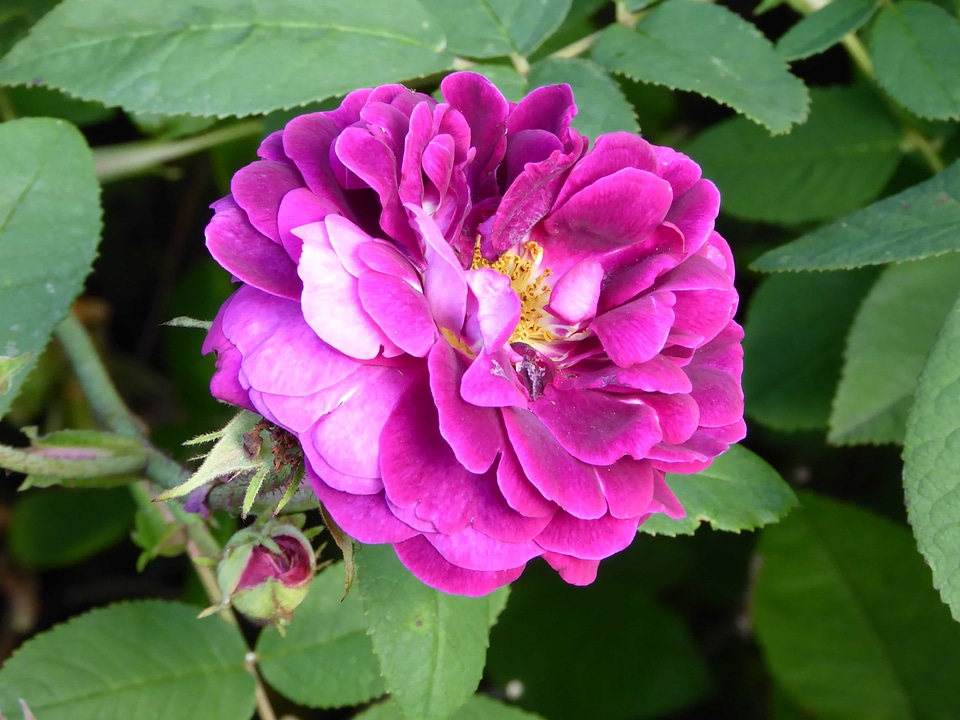 Beautiful beautiful flowers biology