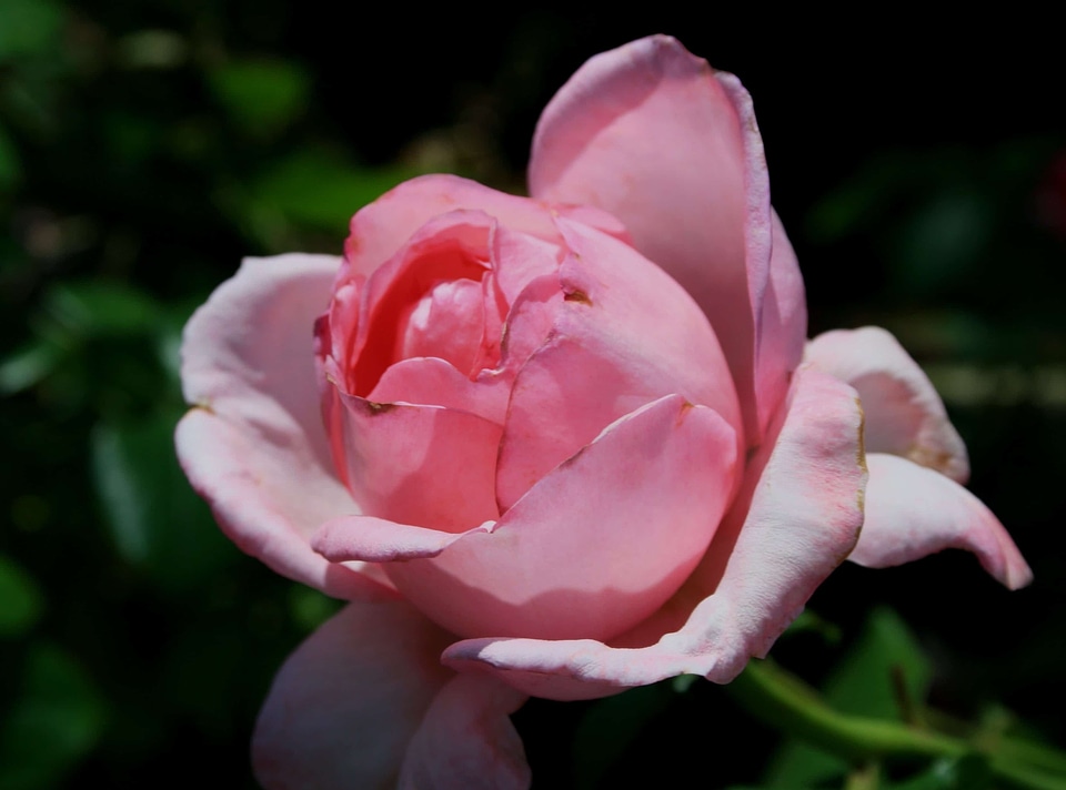Beautiful Flowers beautiful photo biology