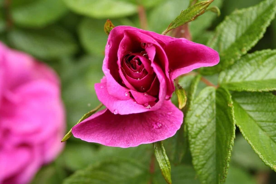 Beautiful beautiful flowers beautiful photo