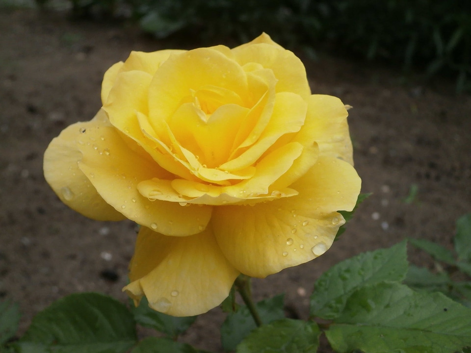 Beautiful Flowers beautiful photo biology