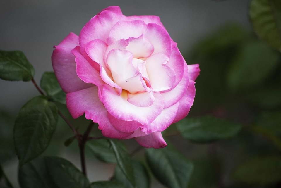Beautiful beautiful flowers biology