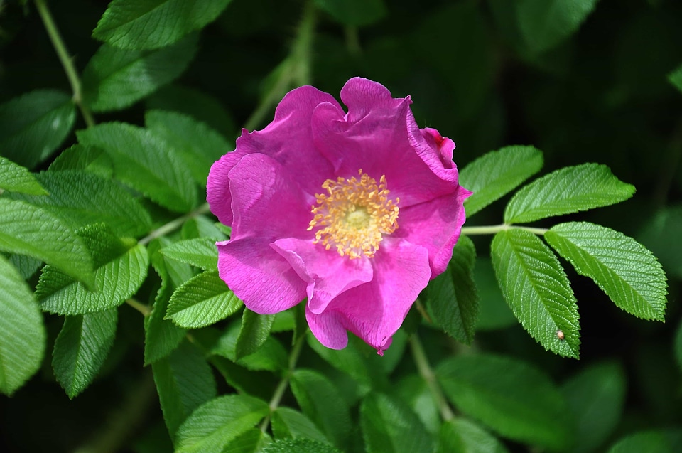 Beautiful Flowers beautiful photo biology
