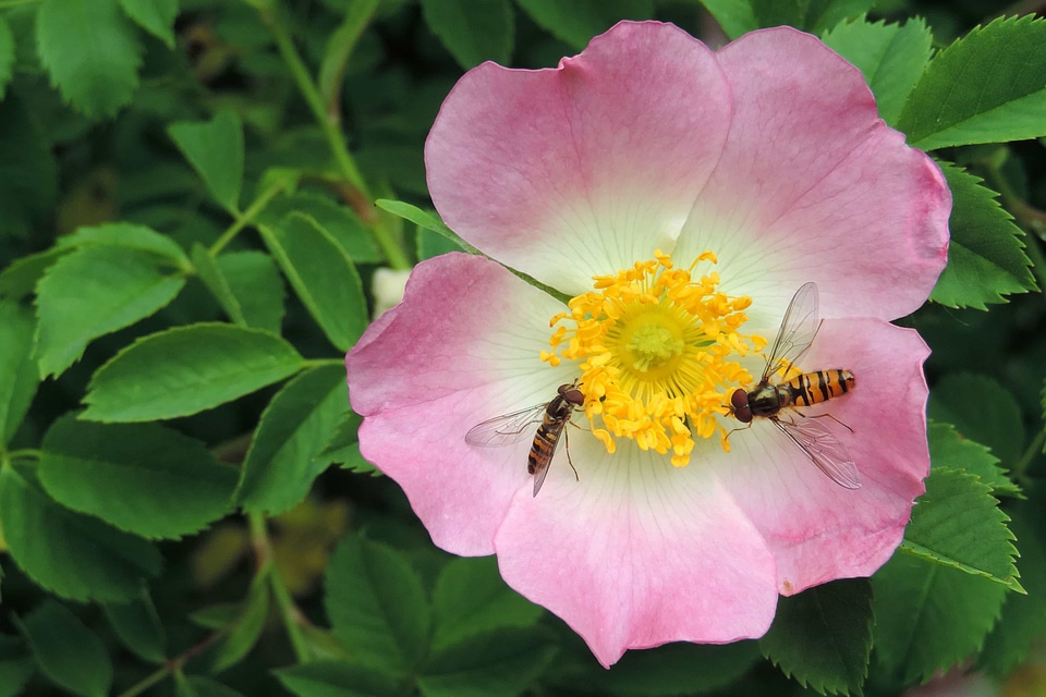 Animal arthropod beautiful flowers
