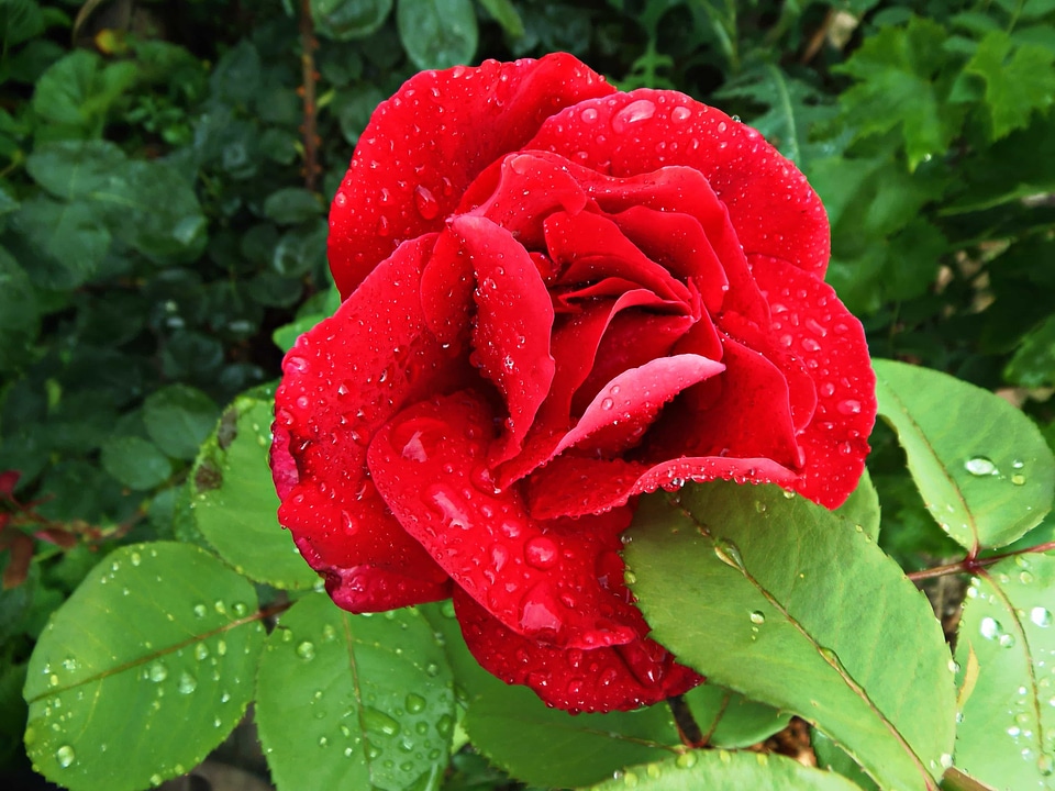 Beautiful Flowers beautiful photo biology