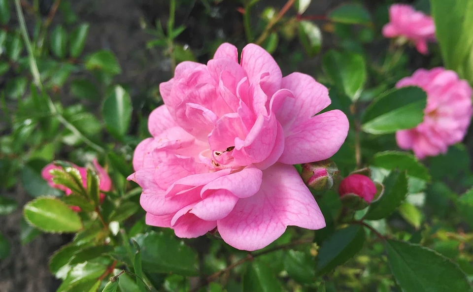 Beautiful beautiful flowers beautiful photo