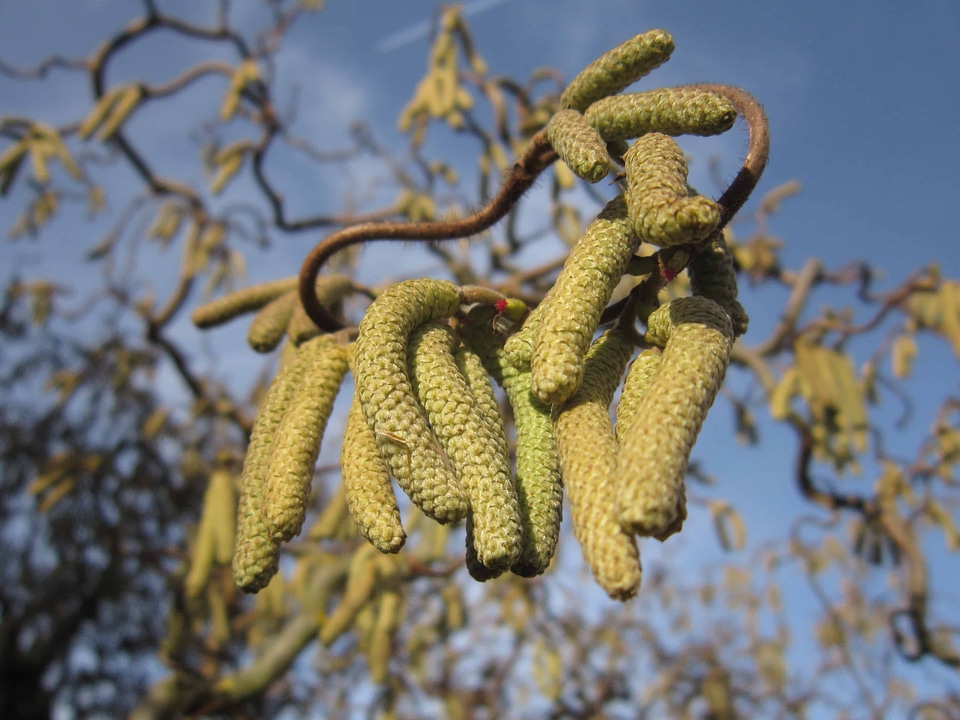 Branch flora kernel