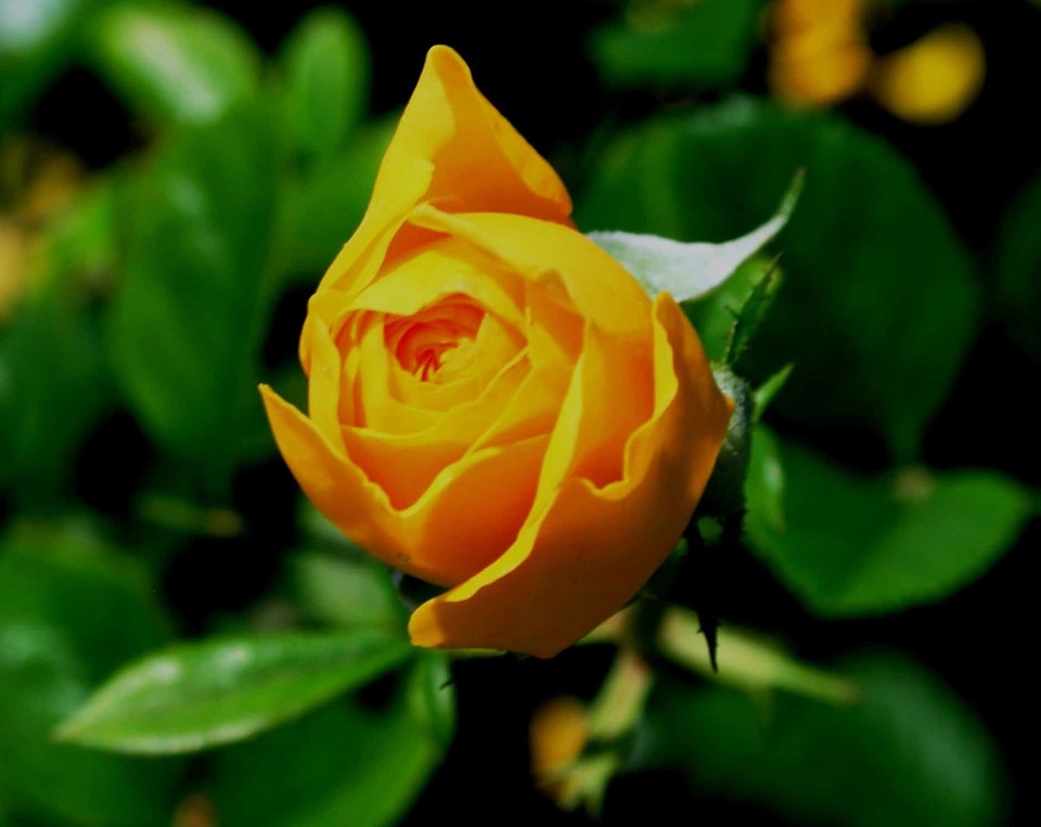Beautiful Flowers beautiful photo biology