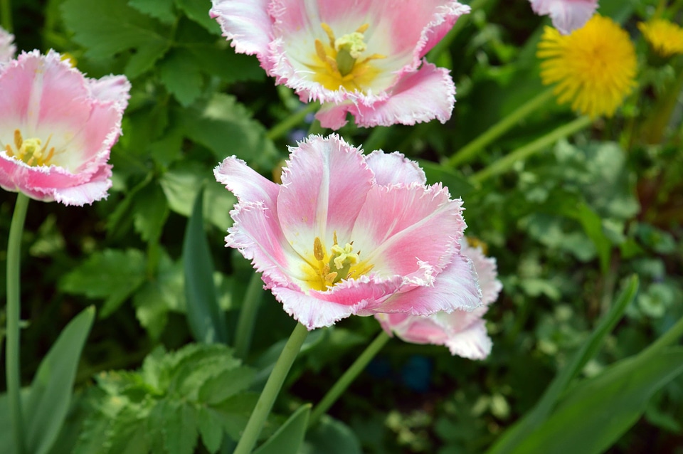 Beautiful Flowers biology bloom