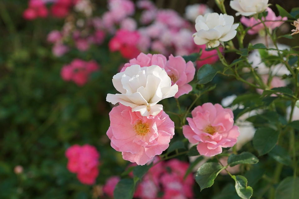 Beautiful beautiful flowers biology