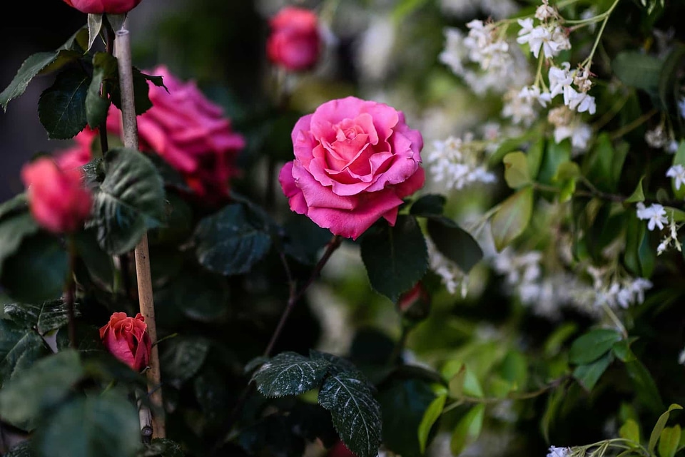 Beautiful beautiful flowers biology