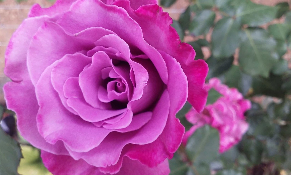 Beautiful Flowers beautiful photo biology