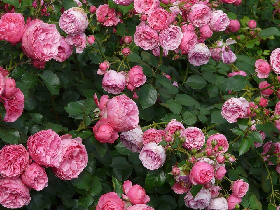 Beautiful Flowers biology bloom