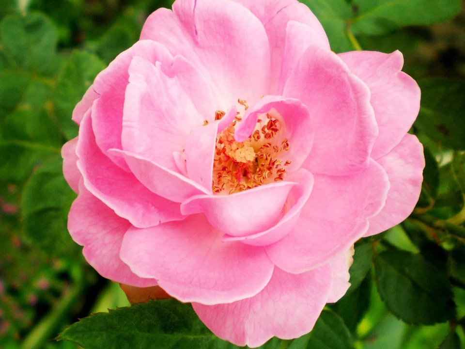 Beautiful beautiful flowers biology