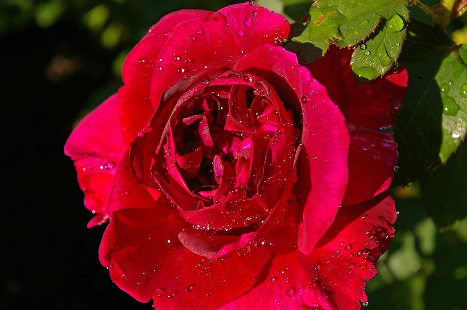 Beautiful beautiful flowers beautiful photo