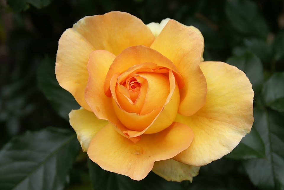Beautiful Flowers beautiful photo begonia
