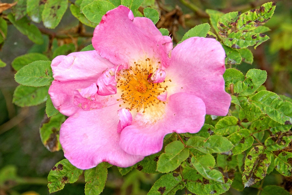 Beautiful Flowers biology bloom
