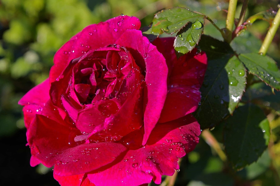 Beautiful beautiful flowers beautiful photo
