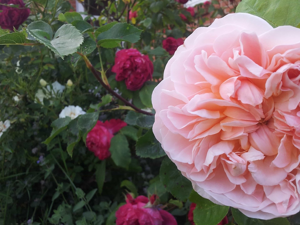Beautiful Flowers biology bloom